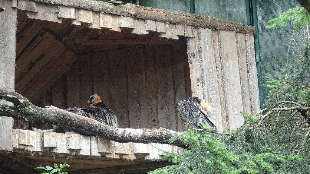 Bearded Vultures inside a zoo enclosure
