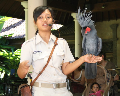 Palm Cockatoo