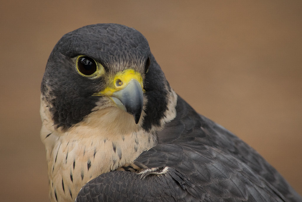 A Peregrine Falcon with grey and white plumage.