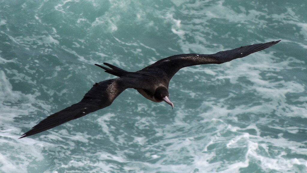 Great Frigatebird gliding above the ocean surface