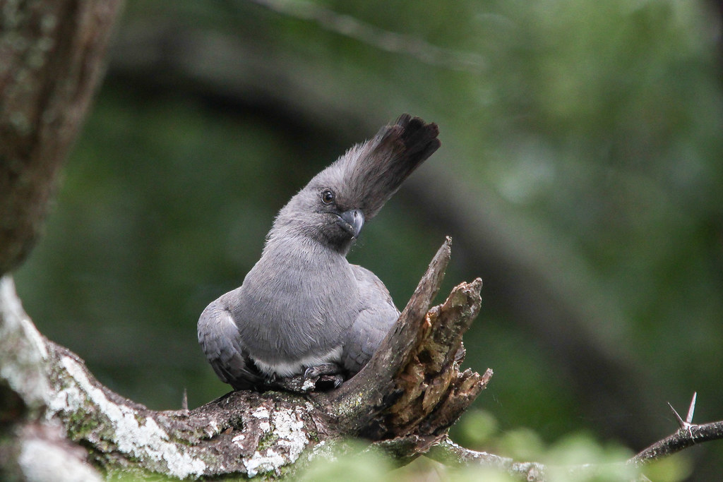 A Grey Go-away-bird with a prominent crest sits on a thorny branch.