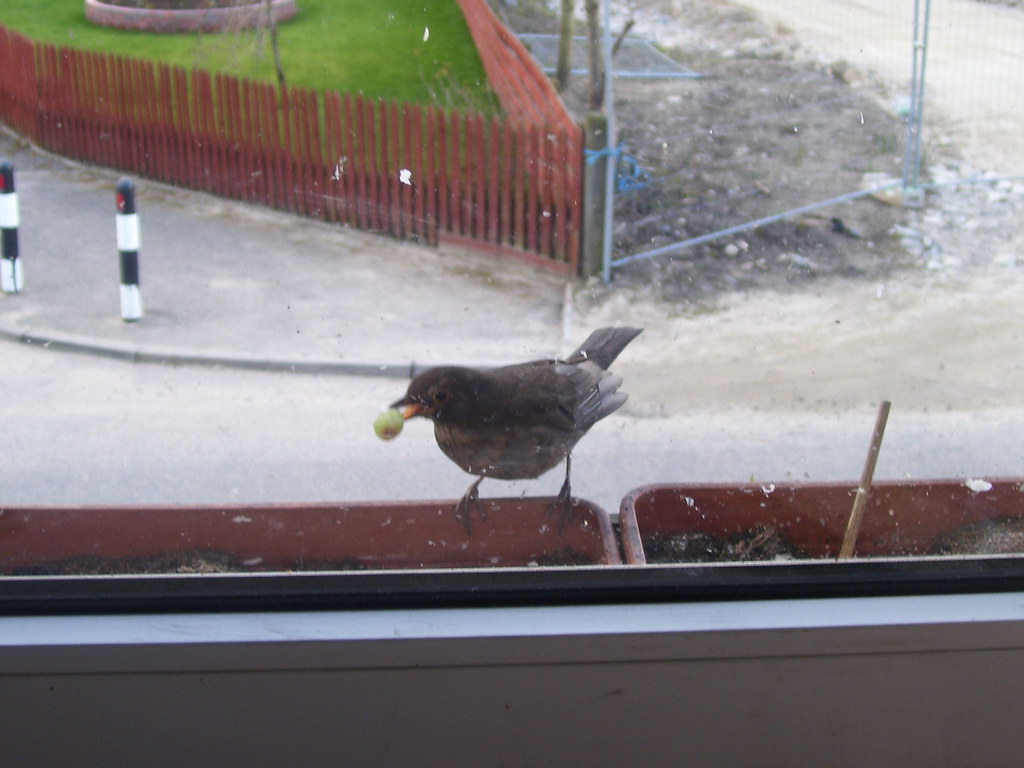 A Common Blackbird holds food on the window.