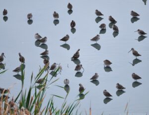 Long-billed dowitchers are standing in shallow water.