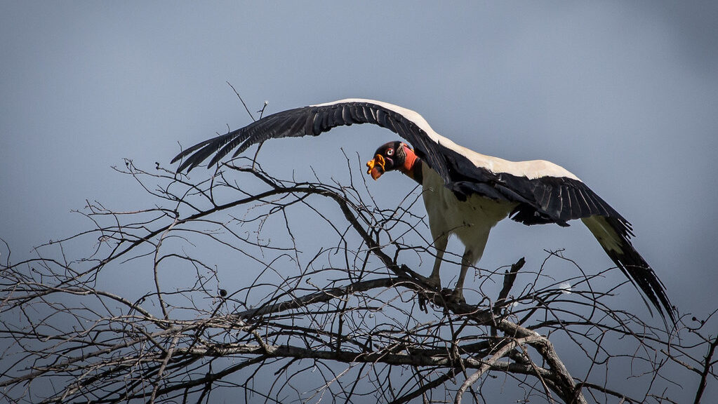 A King Vulture is perched on a tree, displaying its impressive wingspan.