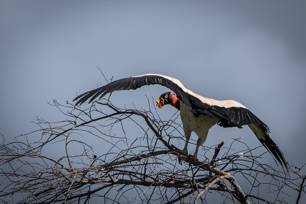 A King Vulture is perched on a tree, displaying its impressive wingspan.