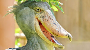 A shoebill with a large, shoe-shaped bill open, showing its unique features.