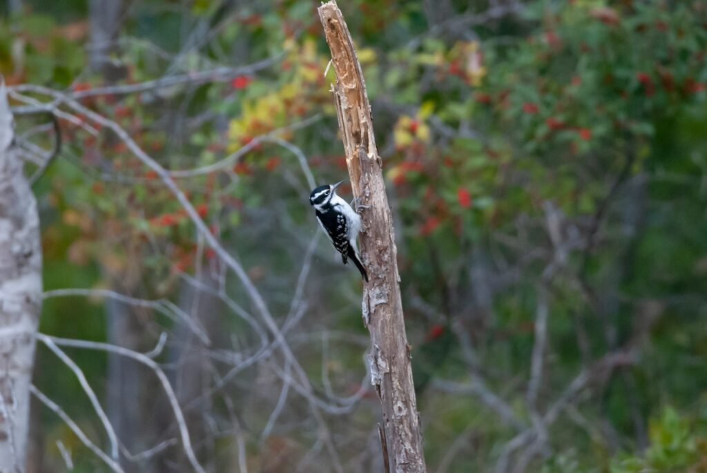 a black and white bird on a tree branch