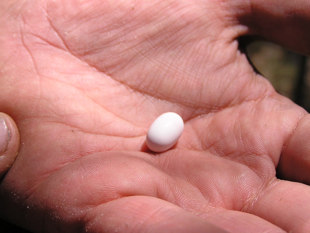 A tiny, white hummingbird egg resting in someone's hand.