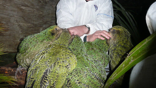 Several kakapos gathering around a person