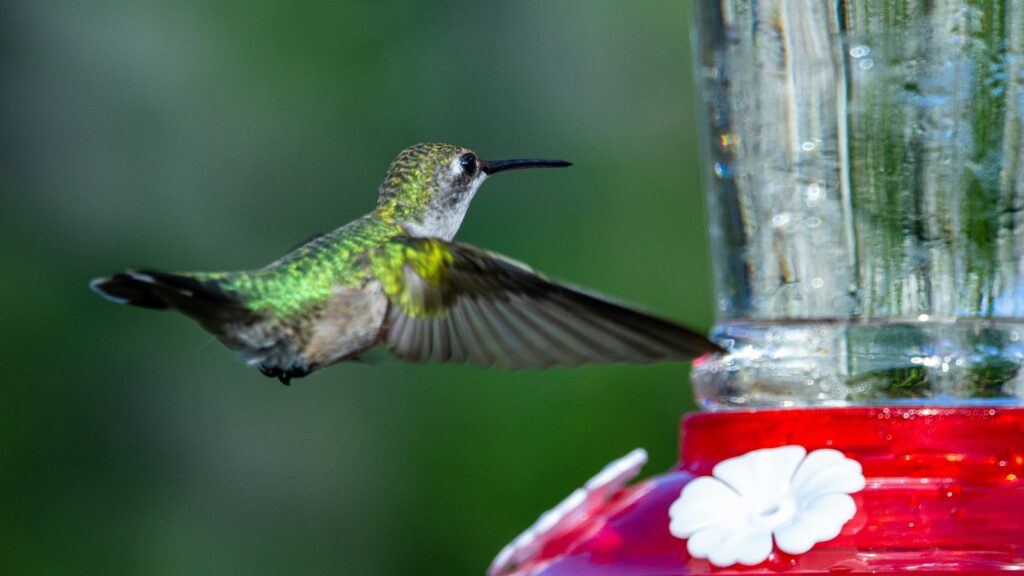 Green hummingbird flying towards a bird nectar feeder