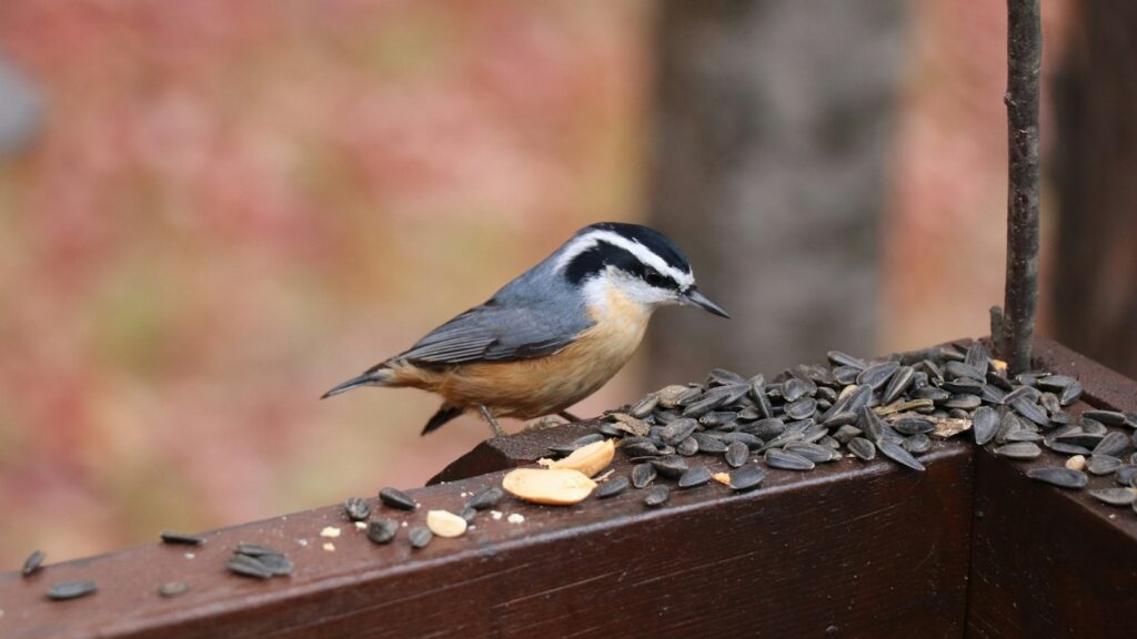 Nuthatch bird on a wood railing near seed pile.