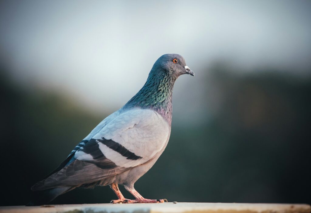 A Feral Pigeon with grey and iridescent plumage stands against a blurred background.