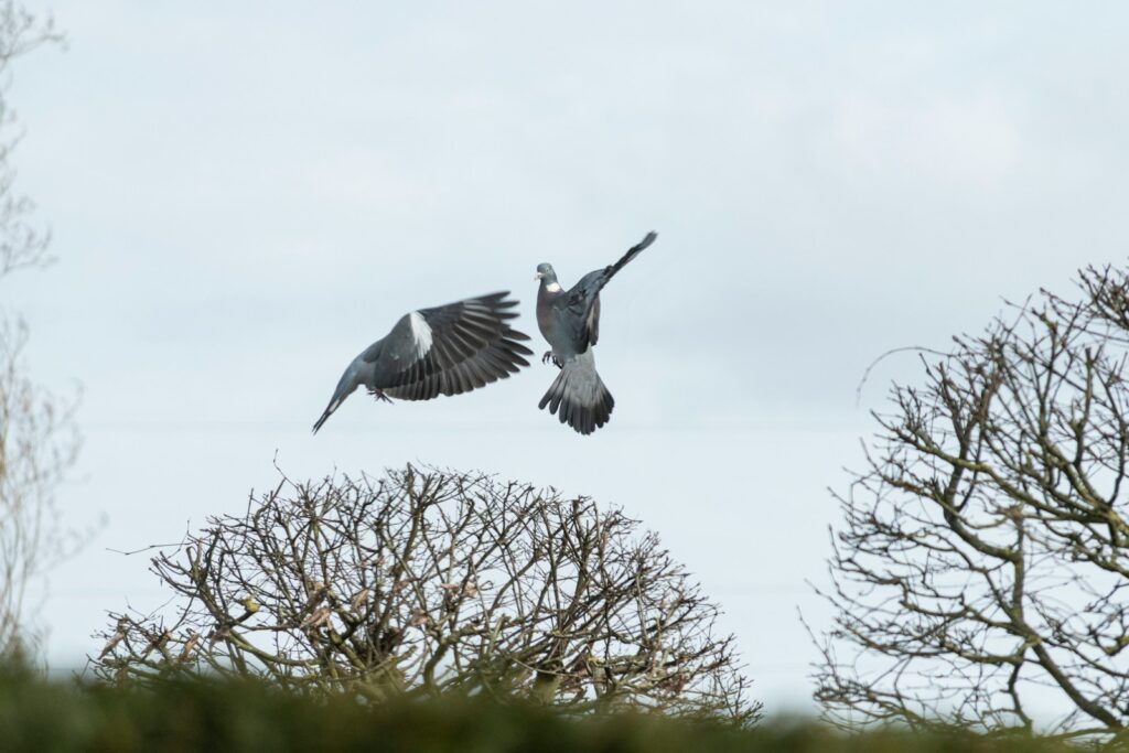 Two large birds flying and dancing in the air over trees.