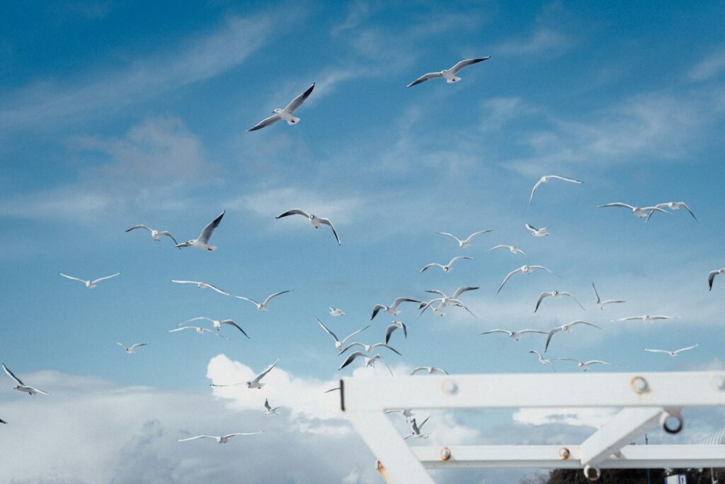 A large flock of seabirds gracefully soars over the water.