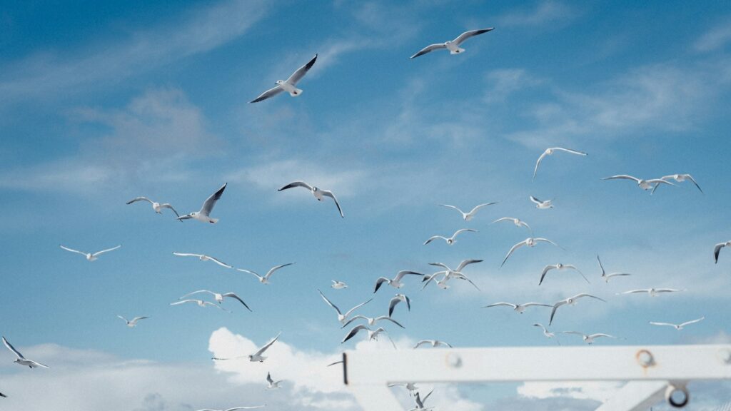 A large flock of seabirds gracefully soars over the water.