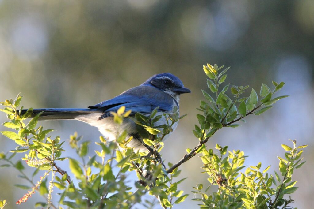 A blue jay perches on a bare branch.