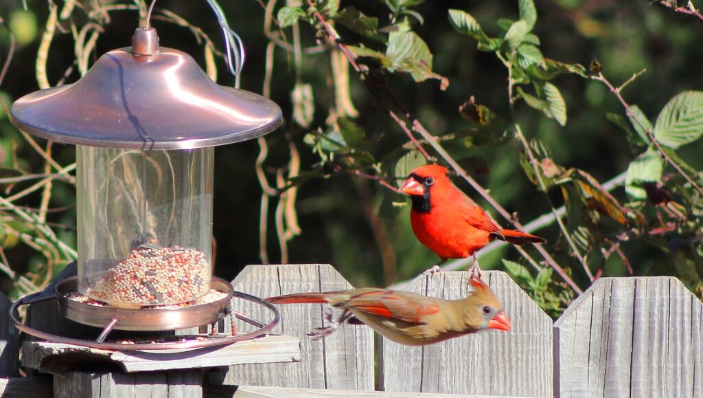 A Northern Cardinal and a female cardinal perch near a bird feeder.
