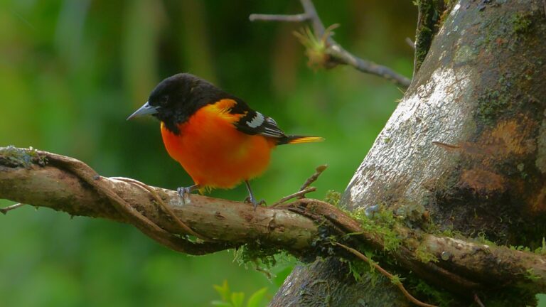 orange and black oriole perched on a tree branch