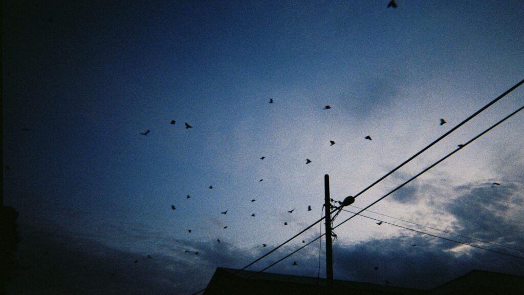 Dark evening sky with flock of birds flying over power lines