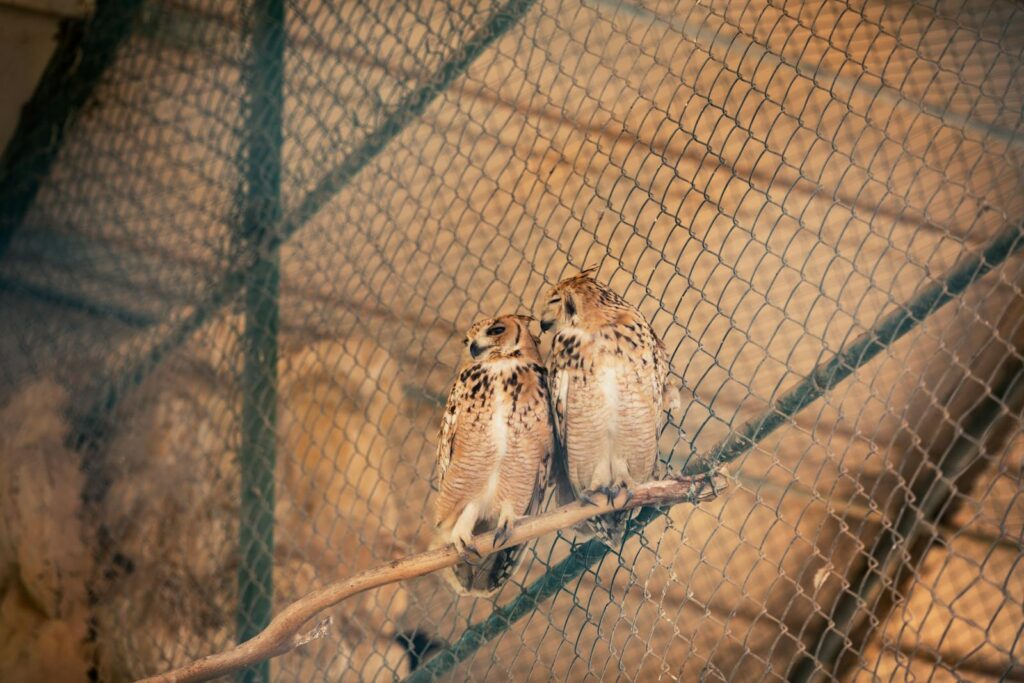 Two owls perched on a branch inside a zoo enclosure, showcasing wildlife in captivity.