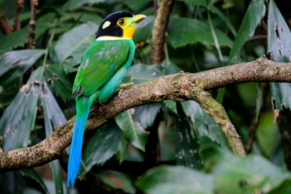 A colorful Asian barbet sits elegantly on a lush tree branch in a natural setting.
