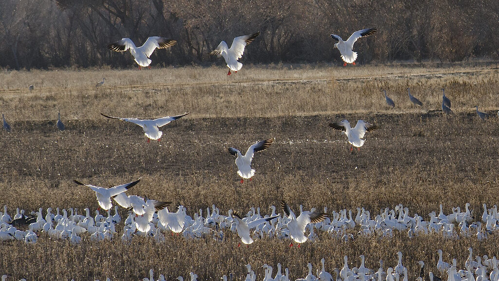 A large flock of snow geese descends into a brown field.