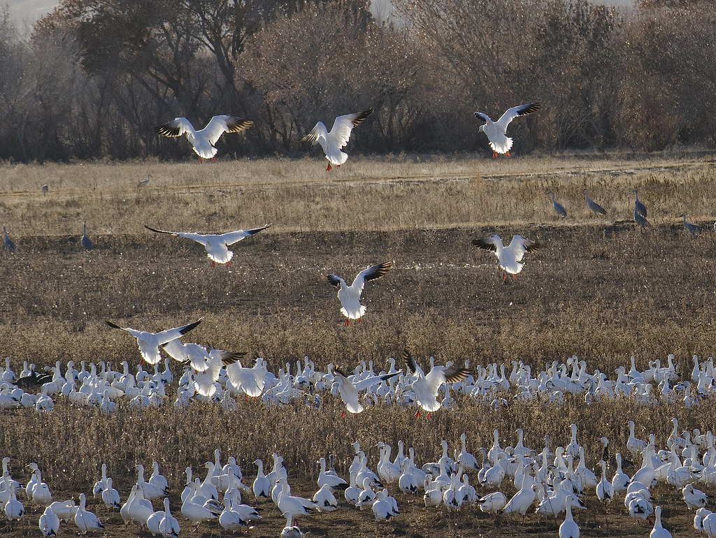 A large flock of snow geese descends into a brown field.