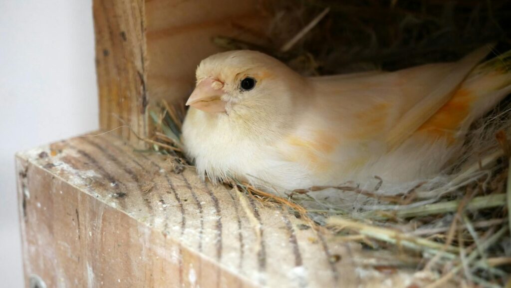 Small yellow bird resting in a nest box