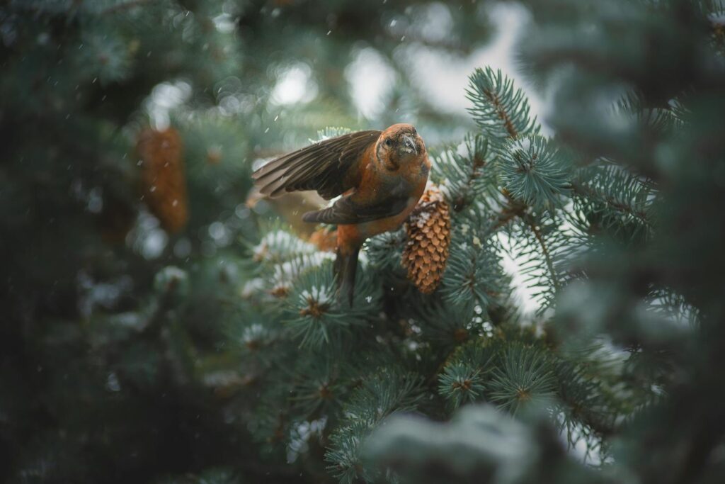 Red crossbill perched on a pine tree with cones during winter, highlighting avian wildlife.