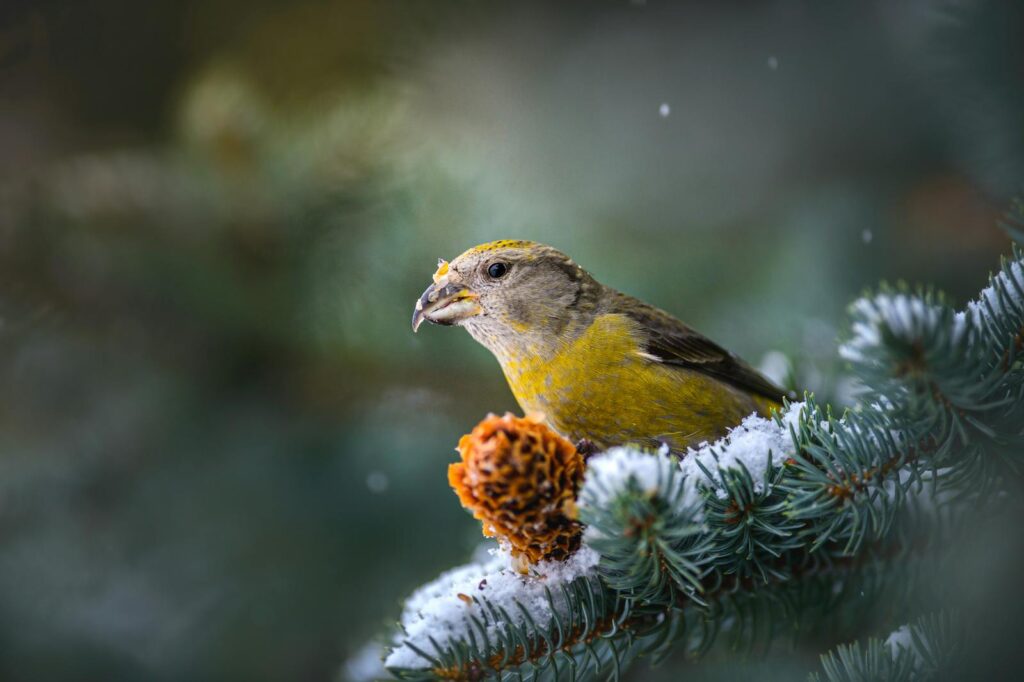 An intricate portrait of a crossbill perched on a snow-covered evergreen branch.