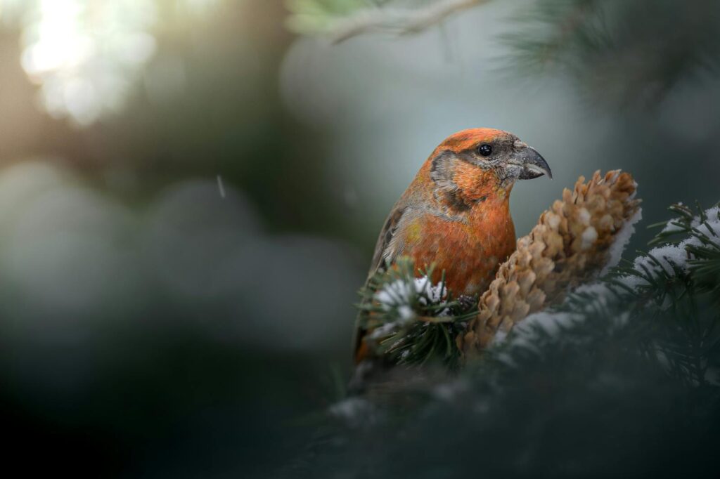 Close-up of a red crossbill on a pine branch with a cone, captured in natural light.