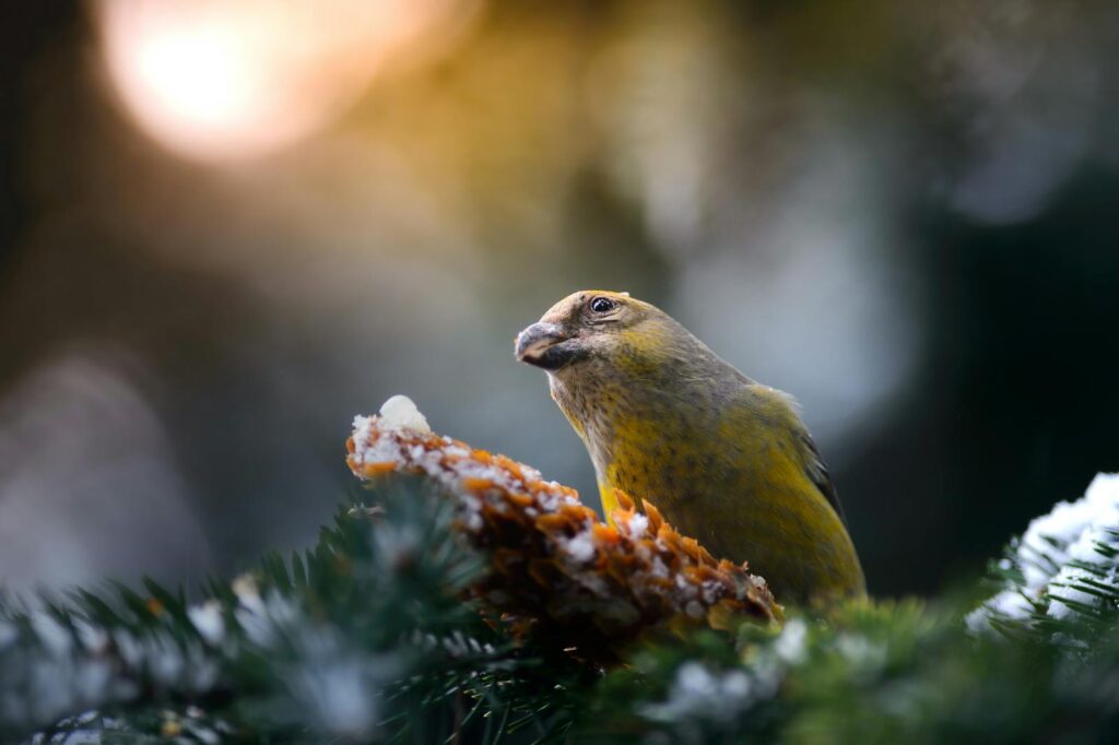A close-up of a red crossbill bird perched on a pine cone amidst green foliage.