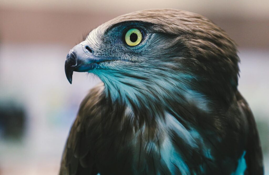 A Golden Eagle with brown and white plumage.