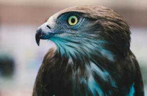 A Golden Eagle with brown and white plumage.