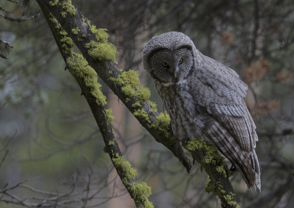 A Great Grey Owl perches on a moss-covered branch, looking down.