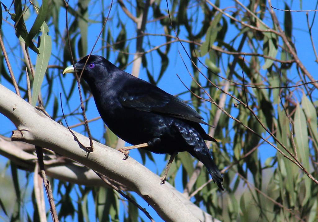 Satin Bowerbird perches on a branch.
