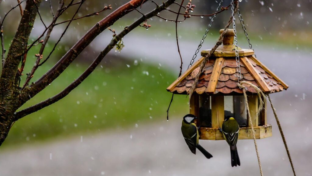 Two birds perched on a hanging wooden birdhouse amidst a rainy spring backdrop.