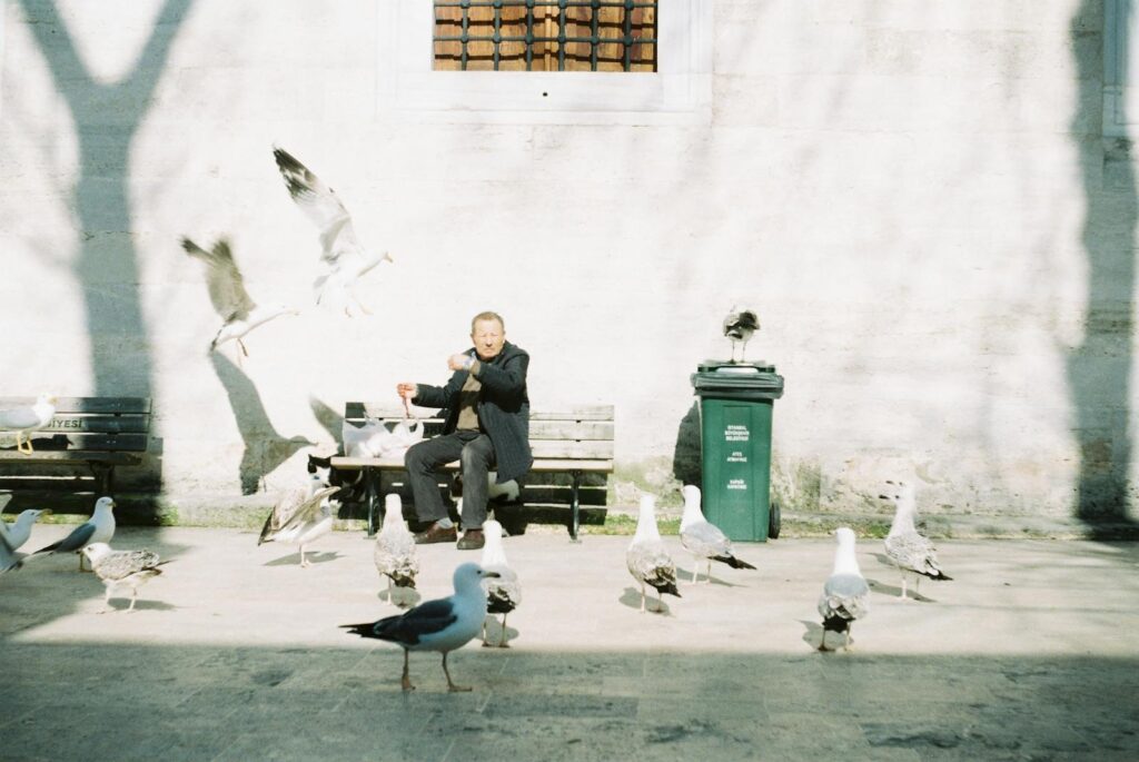 An elderly man sits on a bench feeding seagulls in a sunlit courtyard.