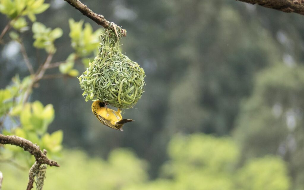 Close-up of a spectacled weaver building its nest in South African greenery.