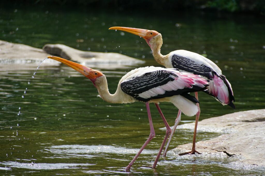 Two painted storks gracefully wading and drinking in a serene lake setting.