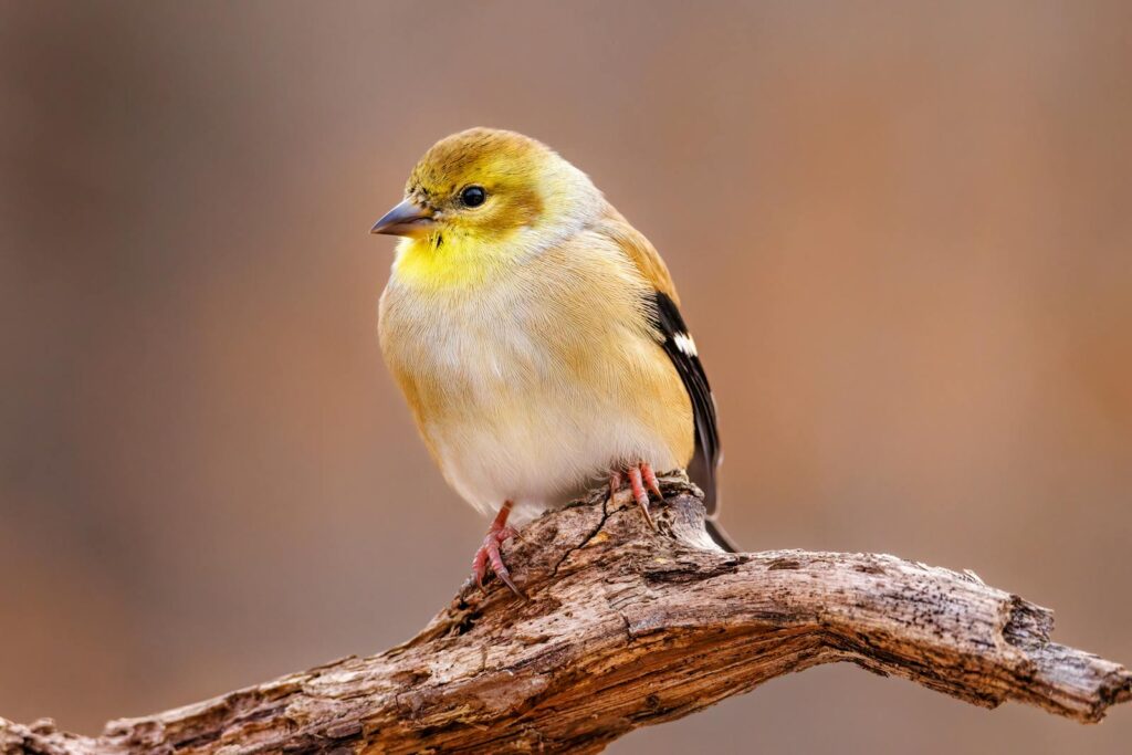 An American goldfinch perches on a branch.