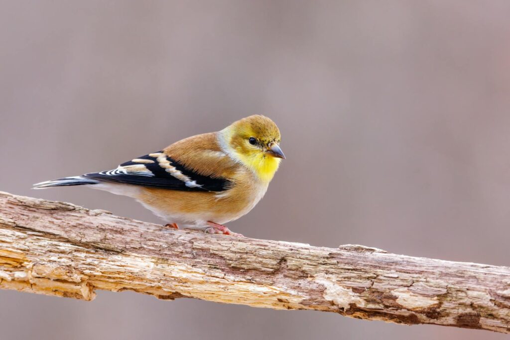 A vibrant American Goldfinch perched gracefully on a tree branch, showcasing its striking plumage.