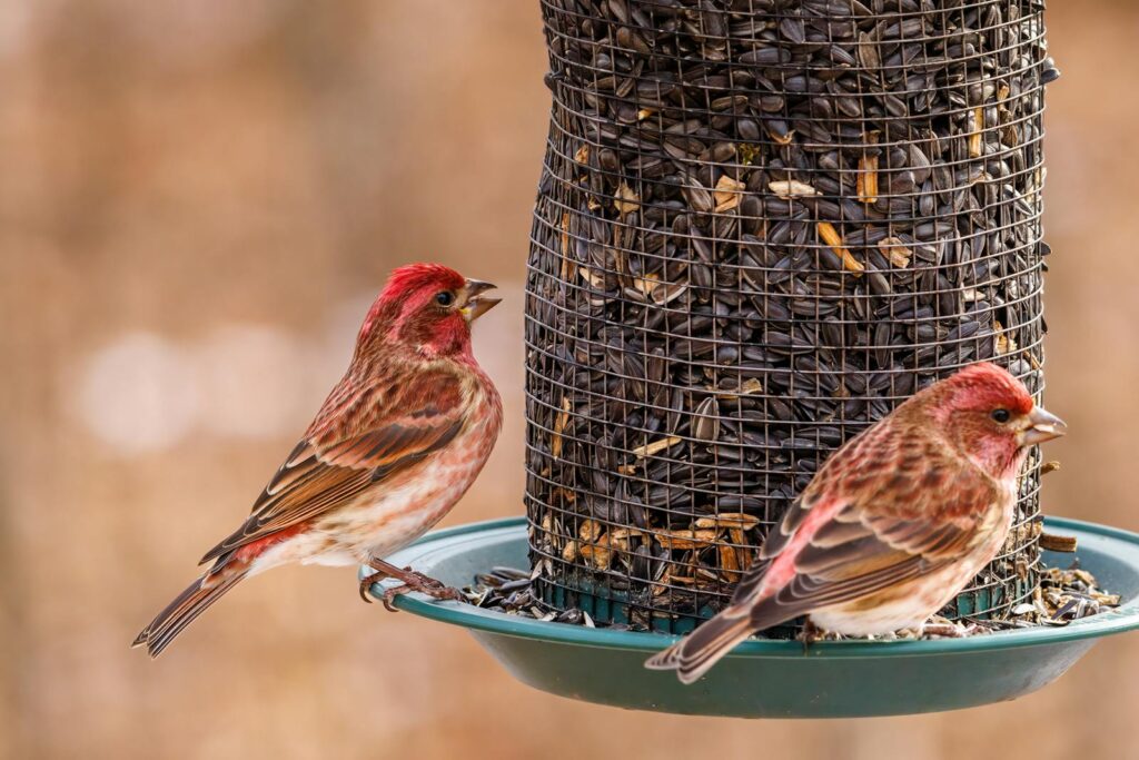 Purple finches feeding on seeds at a bird feeder.
