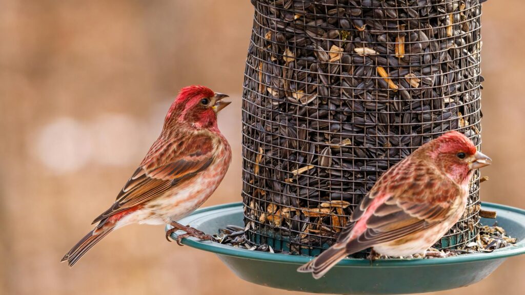 Purple finches feeding on seeds at a bird feeder.
