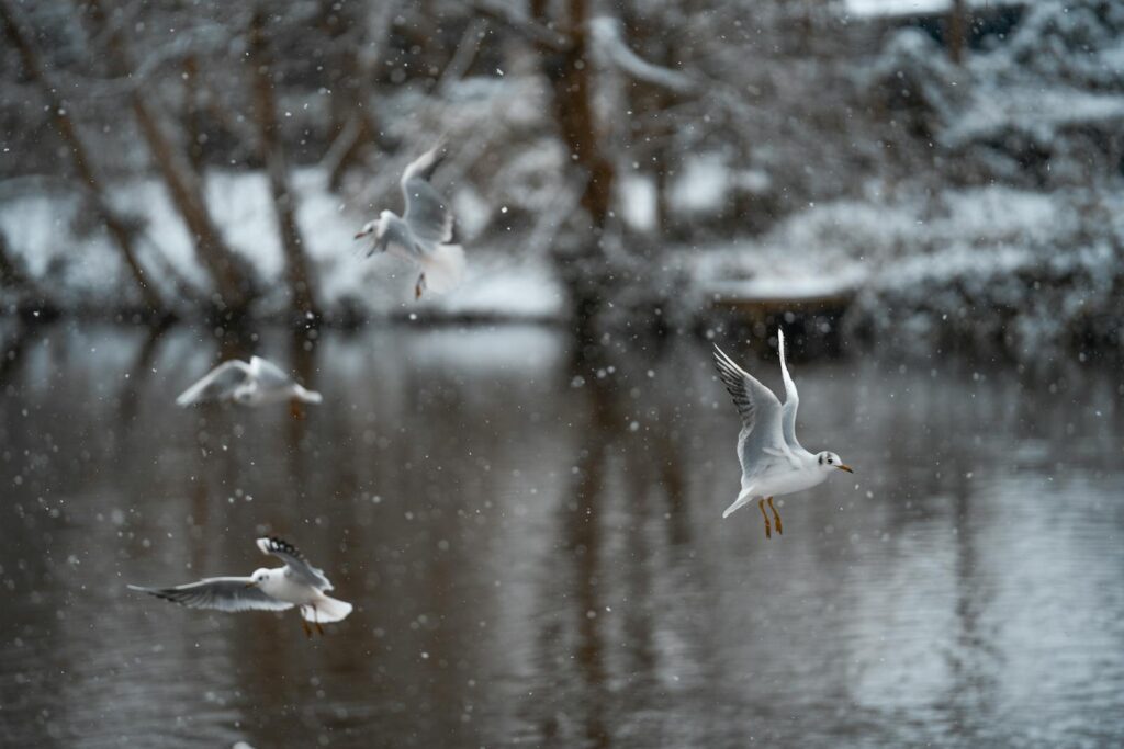 A serene winter scene with seagulls flying over a snow-covered lake and trees.