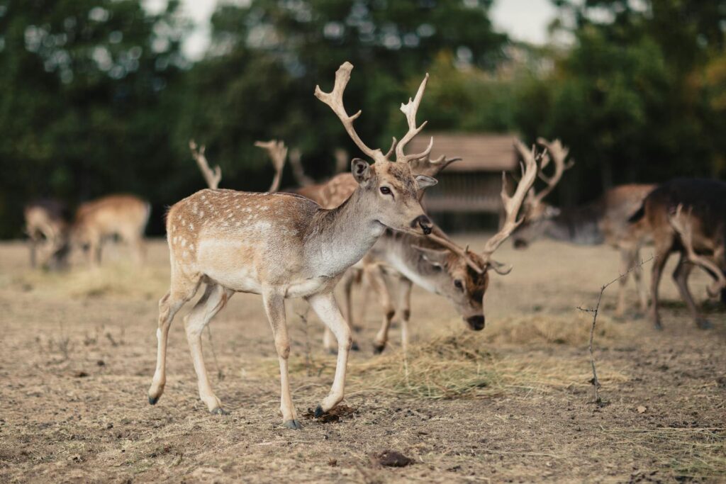 A Fallow deer with antlers walks across a dry, grassy area.
