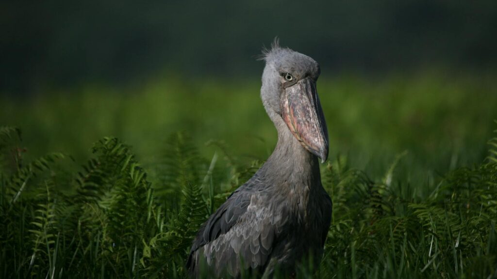 Shoebill stork standing tall amidst lush greenery