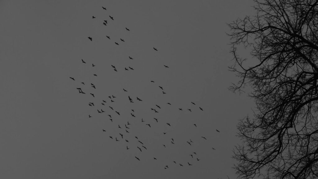 Flock of birds flying through a dark winter sky above tree silhouettes