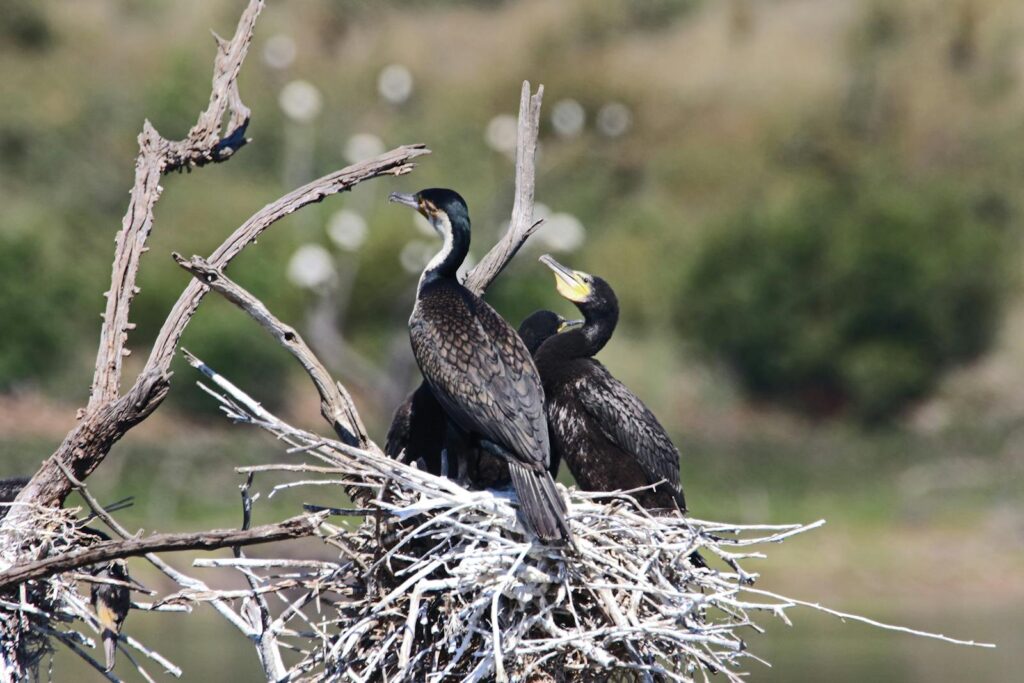 Pair of cormorants in their nest, showcasing their natural behavior and habitat.
