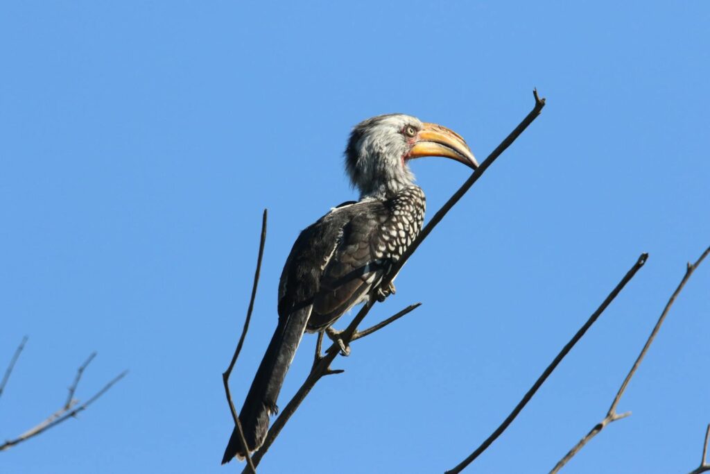 A Southern Yellow-Billed Hornbill perched on a branch under a clear blue sky.